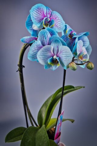 Orchidee – KW45/24