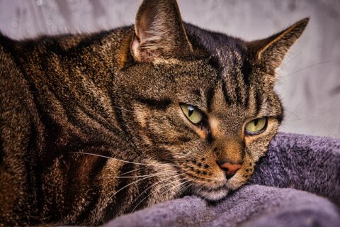 Chilling Micky – KW50/24