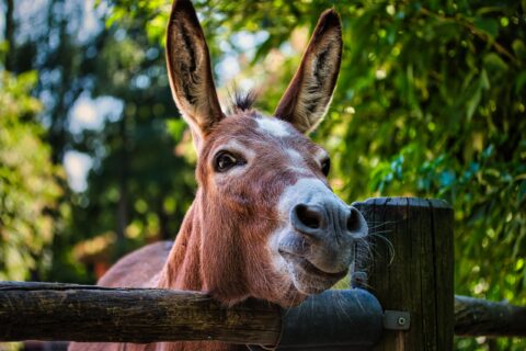 Esel Eddy – KW29/14