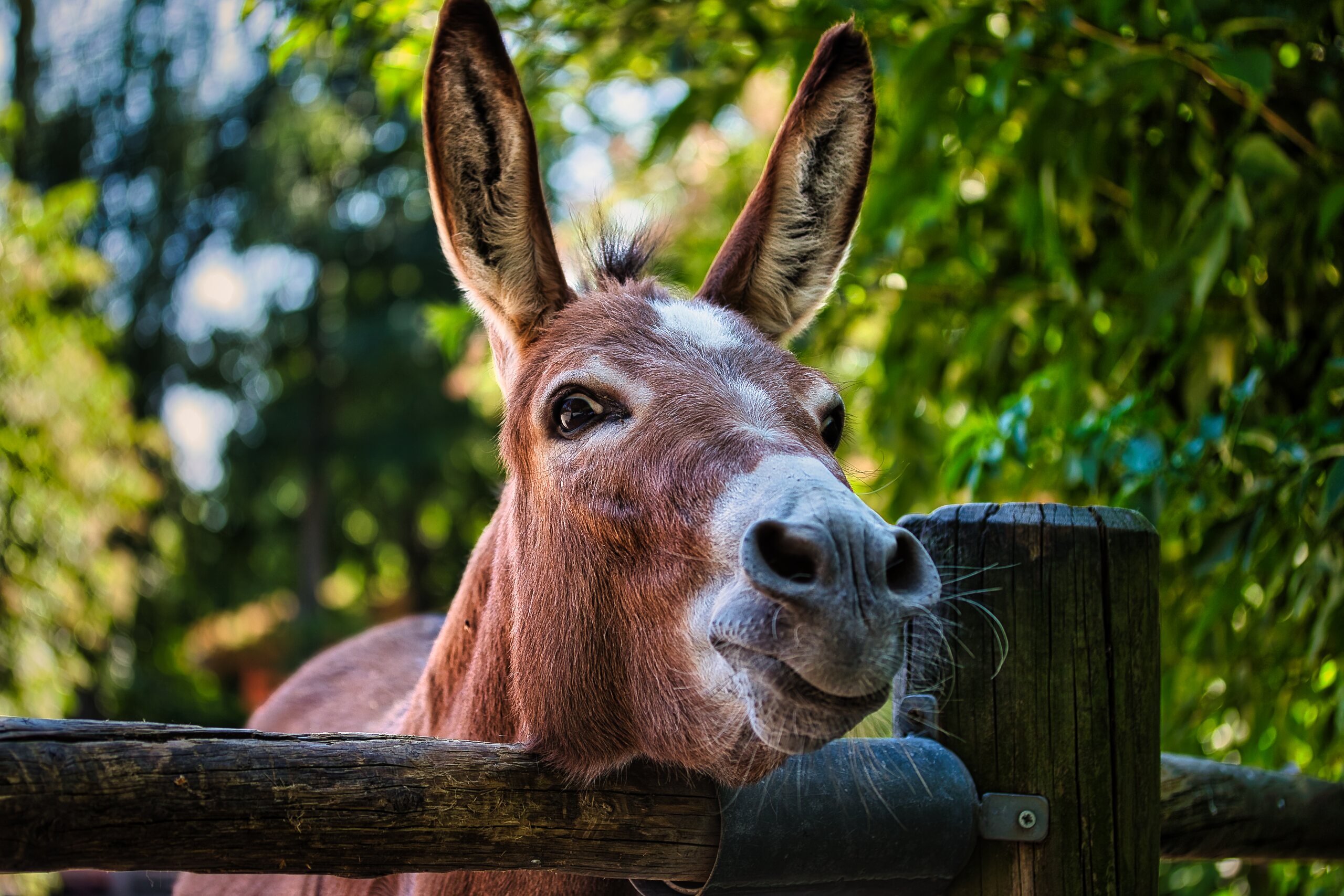 Esel Eddy – KW29/14