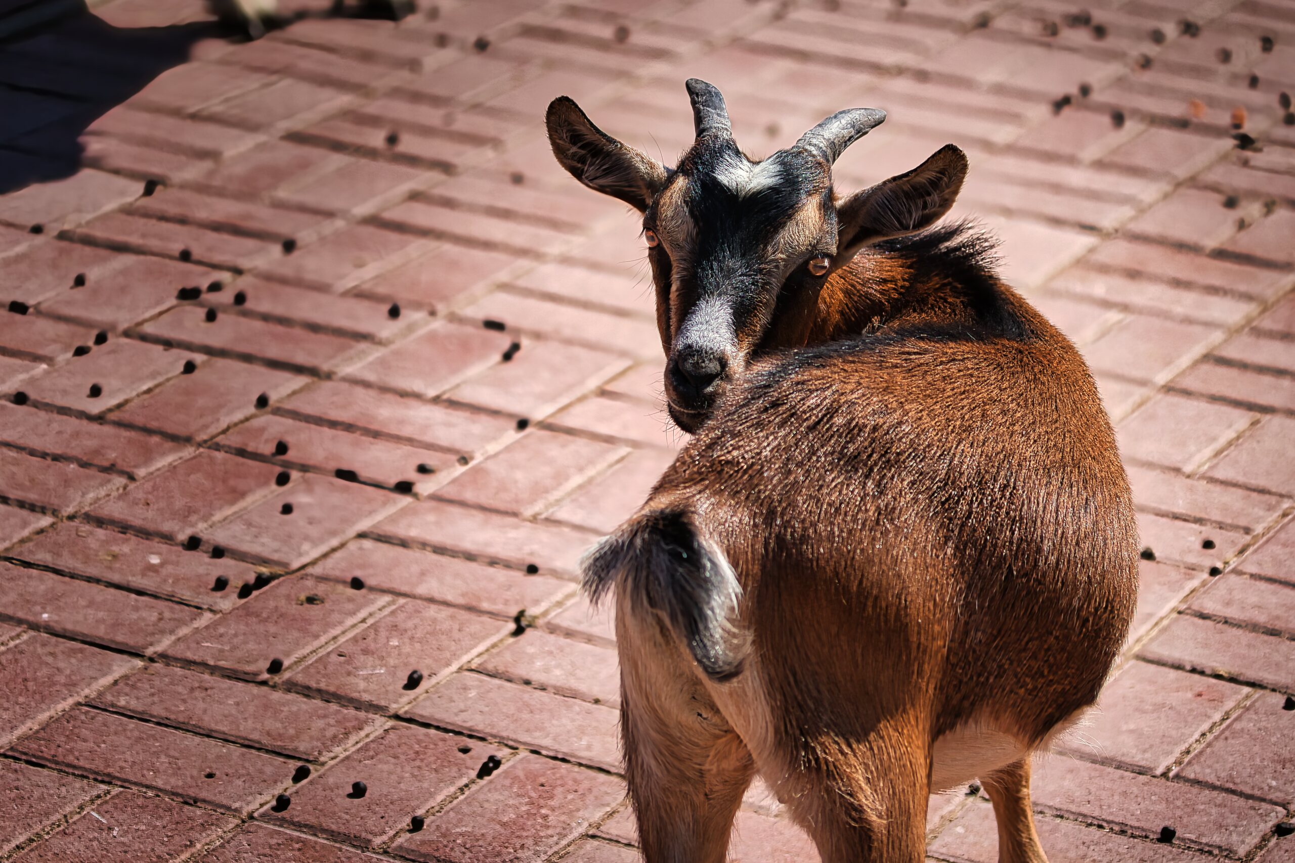 Ziege Lucy – KW29/14